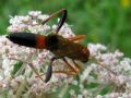 Ctenochares bicolorus